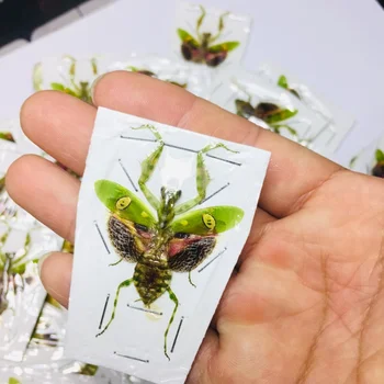 Creobroter Gemmatus Päris Putukate Isend Mantis Beetle Kogumise DIY Crafts Kodu Kaunistamiseks Kodu Kaunistamise Tarvikud